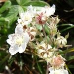 Potentilla alchemilloides Drugo