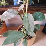 Philodendron hastatum Hoja