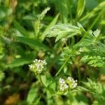 Valeriana locustaBlodyn