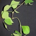 Rhynchosia minima Other