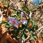 Solanum linnaeanum Květ