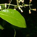 Neomirandea araliifolia Hoja