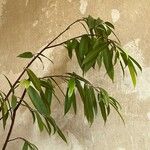 Ficus maclellandii ഇല