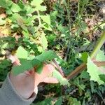 Sonchus oleraceus Leaf