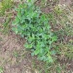 Medicago polymorpha Leaf