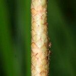 Eleocharis interstincta Bark