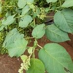 Solanum abutiloides Blatt