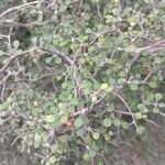 Corokia cotoneaster Leaf