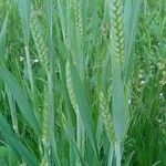 Triticum turgidum Hábito