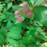 Spiraea albaBlüte