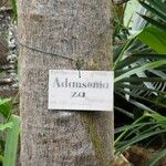 Adansonia za Кора