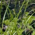 Carex radiata Habitus