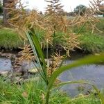 Cyperus giganteus Лист