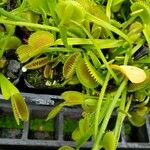 Dionaea muscipula Folla