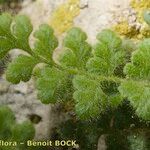 Asplenium hispanicum Altro