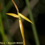 Carex pauciflora Other