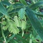 Bromus secalinus Blatt