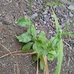 Nicotiana plumbaginifolia Blad