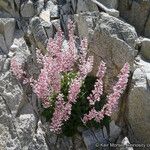 Heuchera caespitosa Habitatea