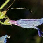 Penstemon laetus Flor