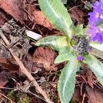 Primula denticulata Leaf