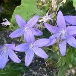 Campanula garganica Flor