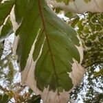 Quercus bicolor Hoja