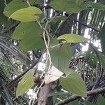 Dioscorea alata Fruit