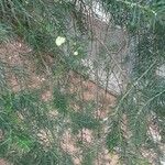 Acacia verticillata Levél