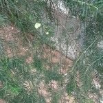 Acacia verticillata Hoja