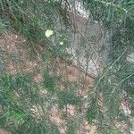 Acacia verticillata Blatt