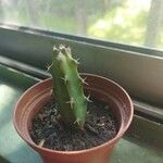 Echinocereus pentalophus Leaf