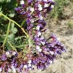 Limonium sinuatumFiore