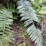 Polystichum vestitum Blad