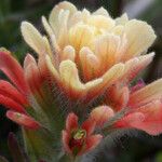 Castilleja affinis 花