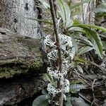 Ixora kuakuensis Hábito
