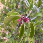 Rhus ovata Flower