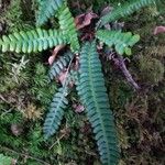 Blechnum spicant Hostoa