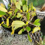 Bulbophyllum vaginatum 葉