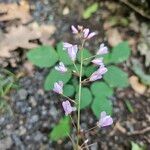 Hylodesmum glutinosum Floare