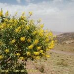 Adenocarpus anagyrifolius Hábito