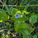 Bacopa caroliniana Flower