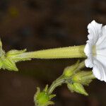 Nicotiana acuminata Flor