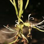 Bauhinia ungulata Fruto