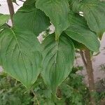 Cornus kousa Blatt