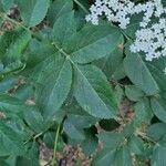 Sambucus nigra पत्ता