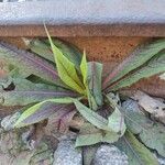 Rumex sanguineus Leaf