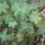 Geranium wlassovianum Yaprak