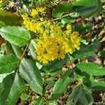 Mahonia aquifolium Blodyn