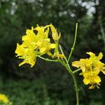 Sisymbrium strictissimum Flower